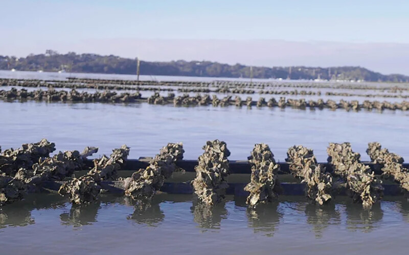 Oyster farming in Mahurangi Harbor, New Zealand