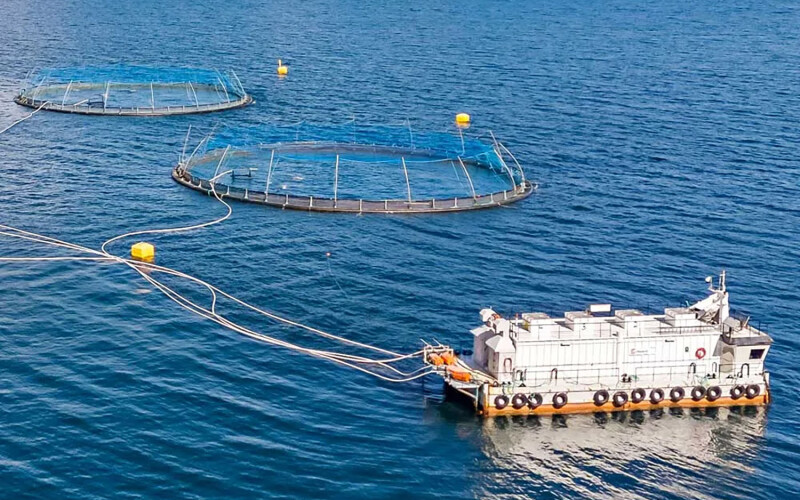 A Måsøval salmon farm