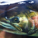 a salmon