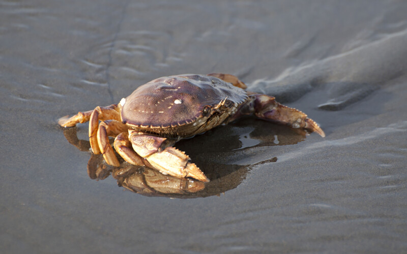 A Dungeness crab on the beach in Ocean Shores, Washington