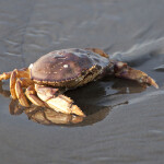 A Dungeness crab on the beach in Ocean Shores, Washington