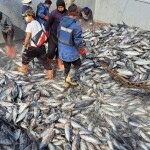 A group of men in the hold of a Thai tuna boat