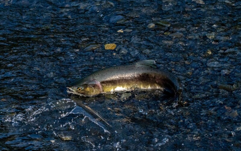 A pink salmon