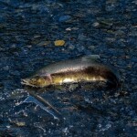 A pink salmon