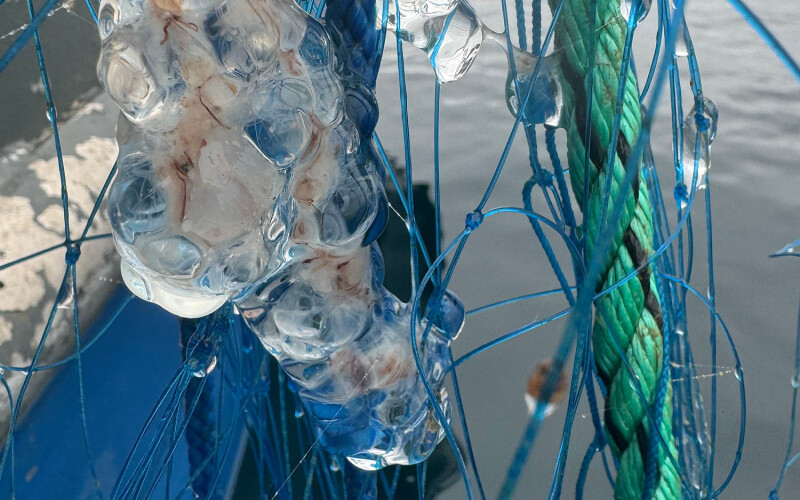 A string jellyfish on an aquaculture net pen