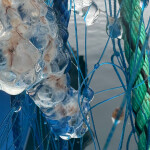A string jellyfish on an aquaculture net pen