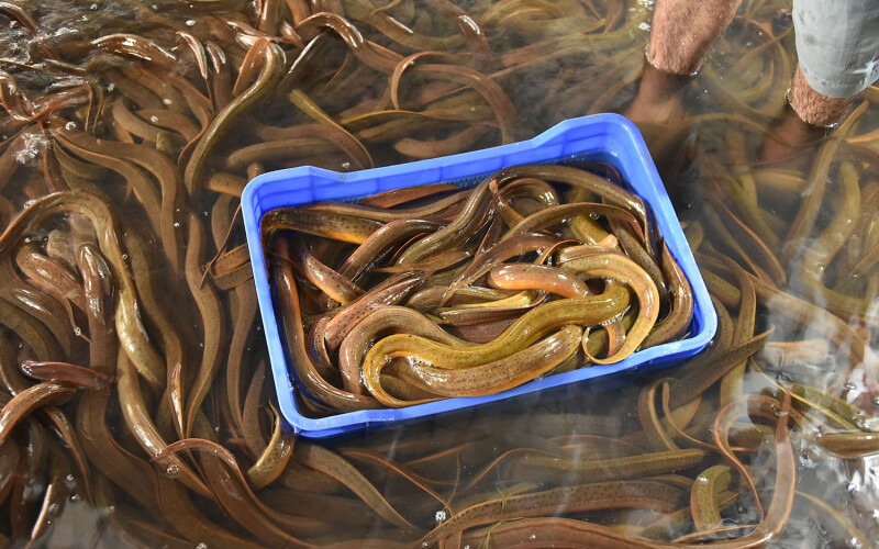 A large amount of eels for sale in a market