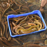 A large amount of eels for sale in a market