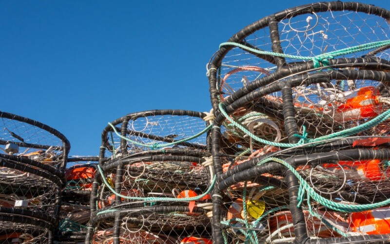 Dungeness crab traps