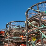 Dungeness crab traps