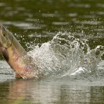 A coho salmon