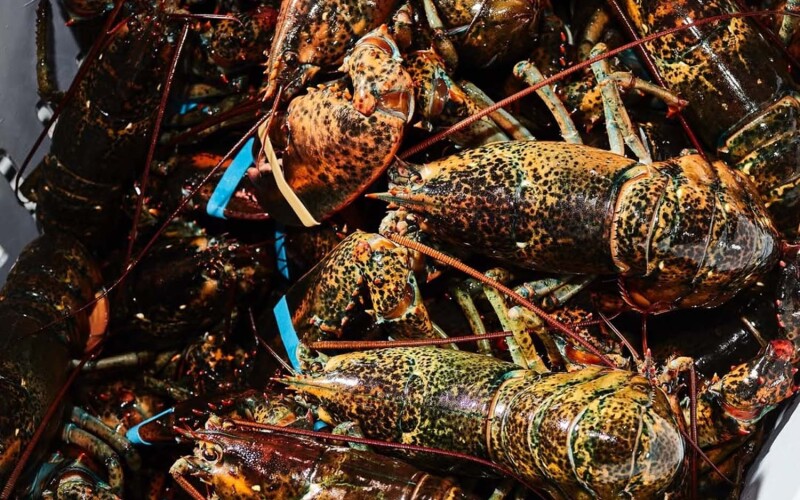 A crate full of North American lobsters