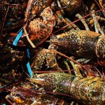 A crate full of North American lobsters