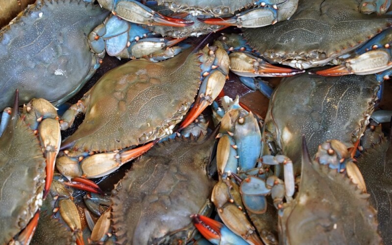 blue crab