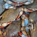 blue crab