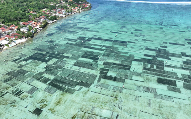 An Indonesian seaweed farm