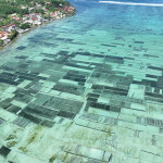 An Indonesian seaweed farm