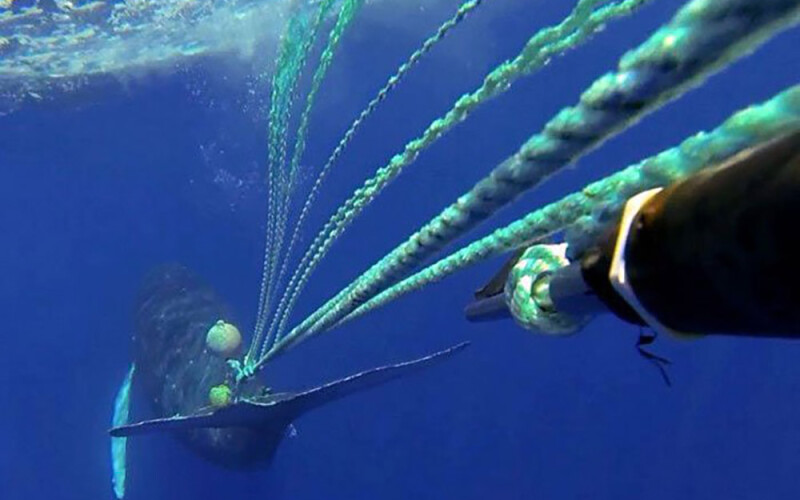 an entangled whale