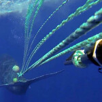 an entangled whale