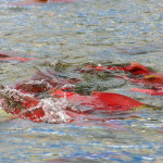 sockeye salmon