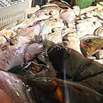 halibut
