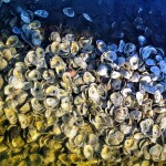 an oyster shell reef on the shores of the Chesapeake Bay