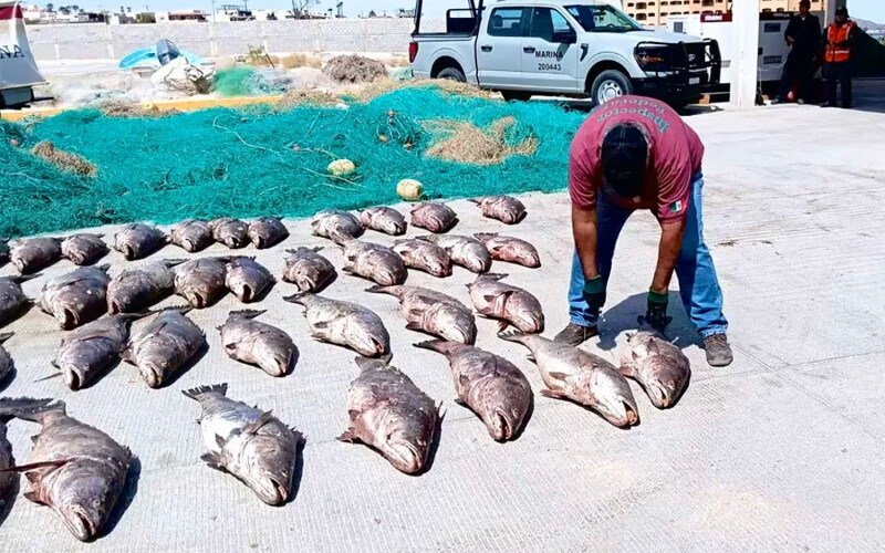 Poached totoaba laid out on the ground