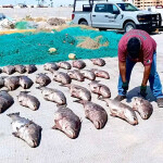 Poached totoaba laid out on the ground