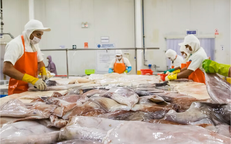 A Peruvian squid-processing factory