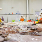 A Peruvian squid-processing factory