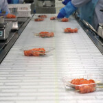 A Scottish salmon processing line