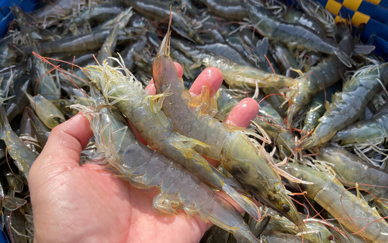 Farmed Vietnamese shrimp