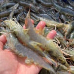 Farmed Vietnamese shrimp