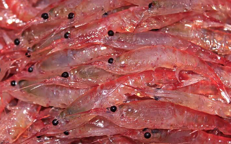 A pile of Antarctic krill