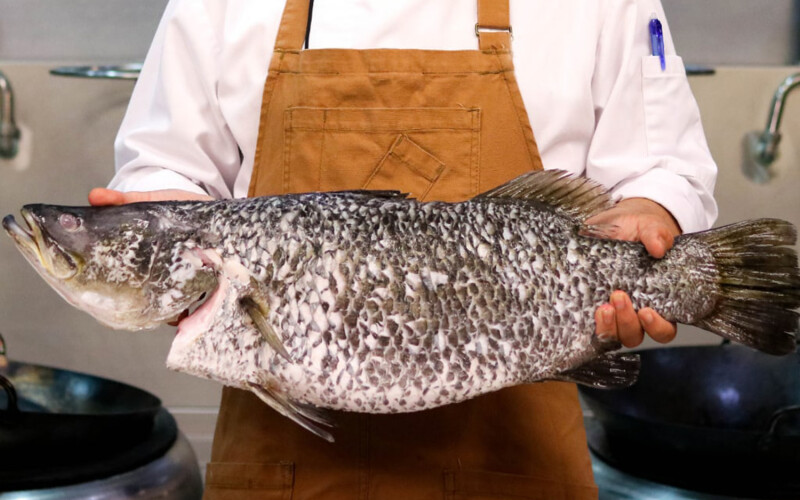 A chef holding a barramundi