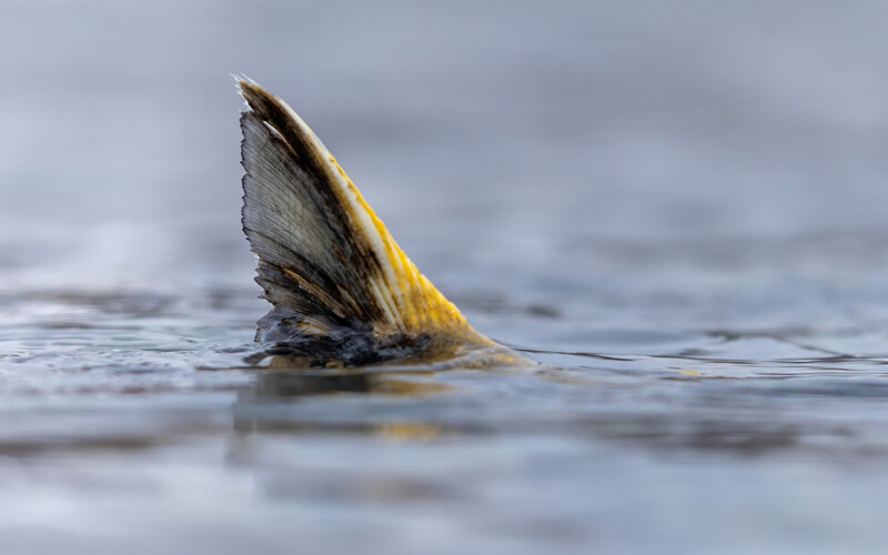 A chum salmon fin sticking out of the water