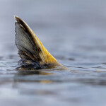 A chum salmon fin sticking out of the water