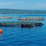 Offshore aquaculture cages