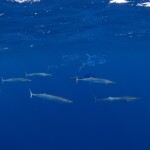 Wahoo