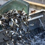 Hatchery-raised fish