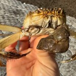A Chinese mitten crab