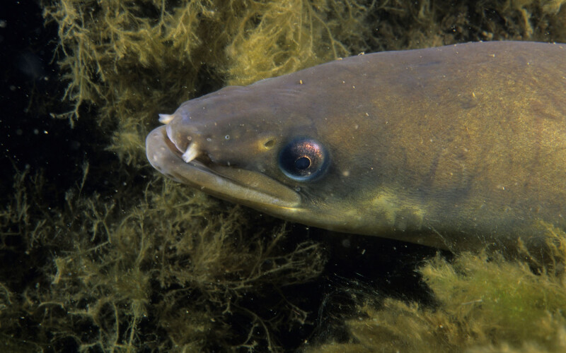An American eel underwater