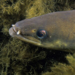 An American eel underwater