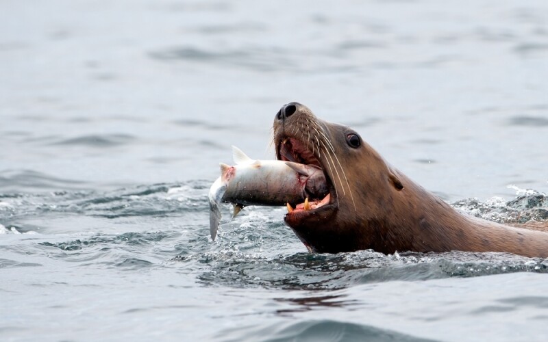 A sea lion eating a salmon