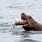 A sea lion eating a salmon