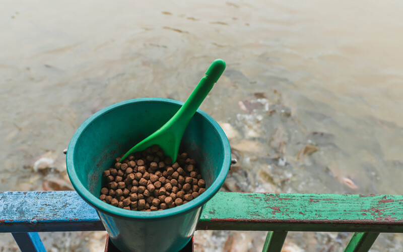 A bucket of fish feed in front of an aquaculture pond