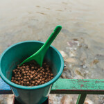 A bucket of fish feed in front of an aquaculture pond