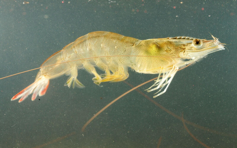 A shrimp floating in water