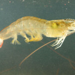 A shrimp floating in water