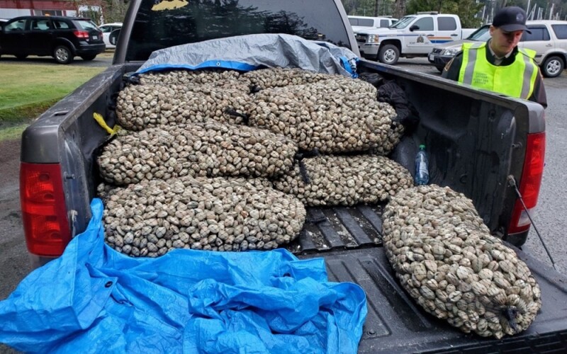 illegally harvested clams